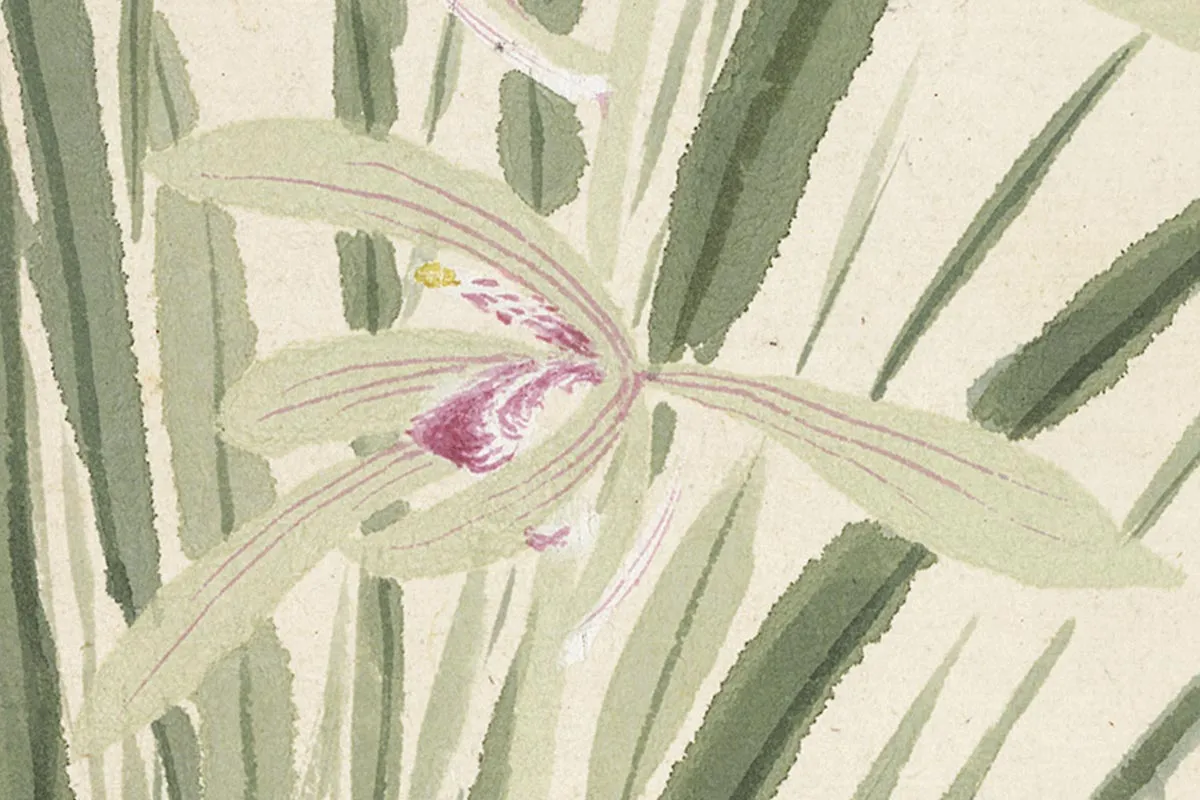 8.项圣谟《花卉十开册页·丛兰》高清局部细节