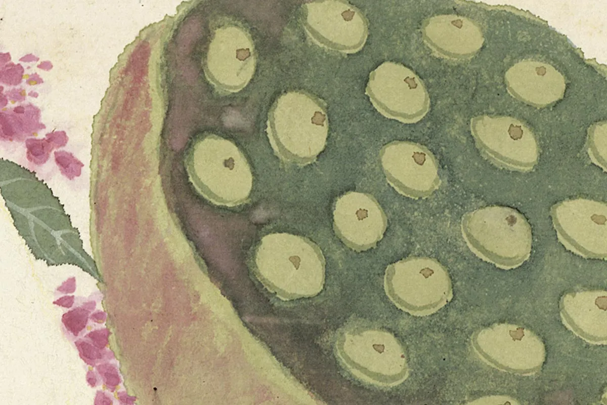 6.项圣谟《花卉十开册页·莲蓬》高清局部细节