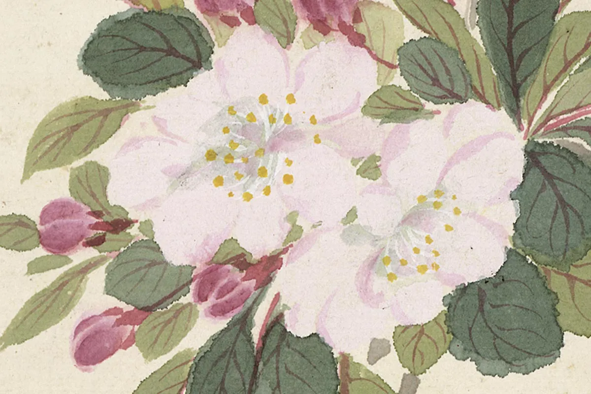 7.项圣谟《花卉十开册页·折枝海棠》高清局部细节