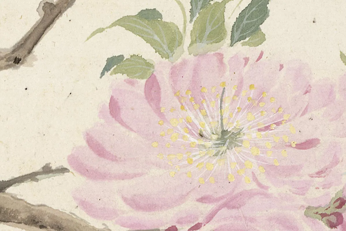 10.项圣谟《花卉十开册页·折枝千叶桃花》高清局部细节