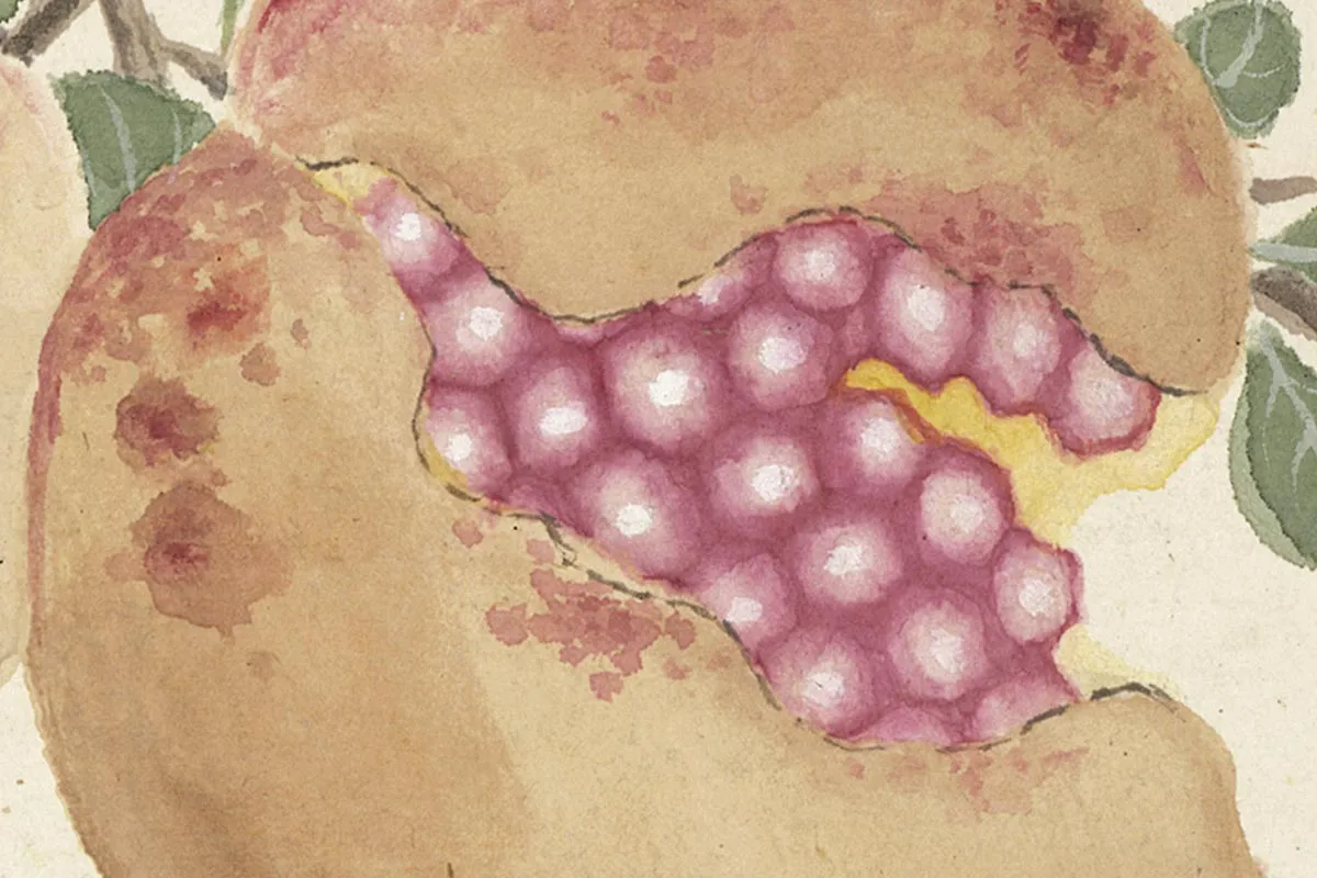 5.项圣谟《花卉十开册页·折枝石榴》高清局部细节