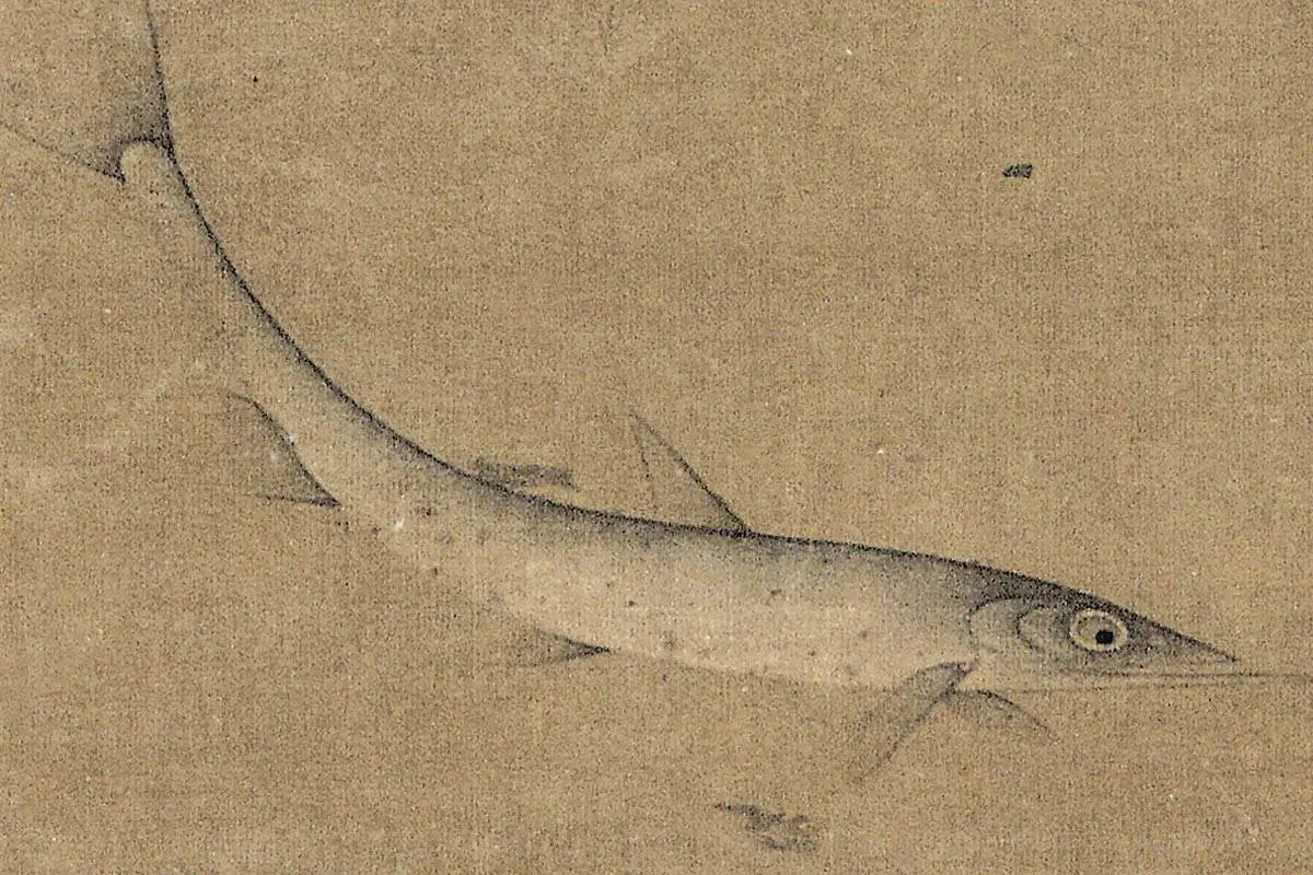 明代·缪辅《鱼藻图》高清大图局部细节 (12)