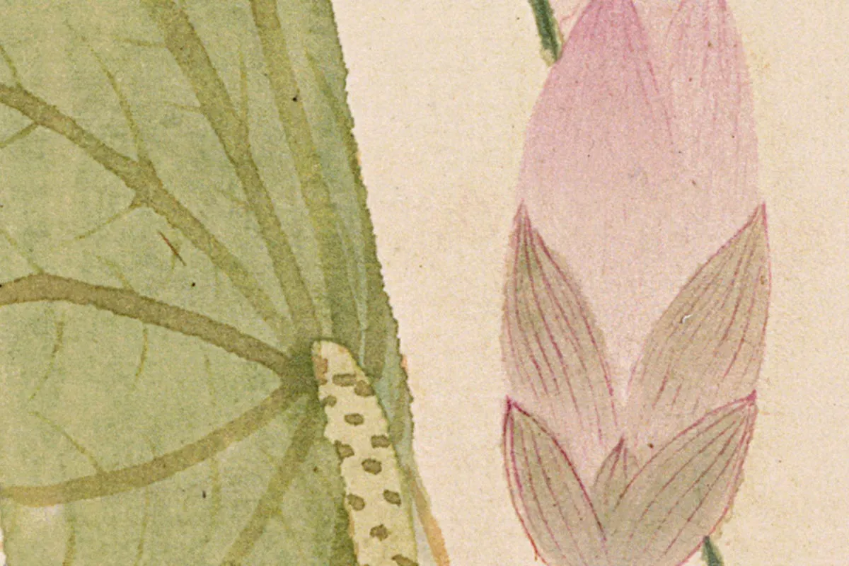 4.项圣谟《花卉十开册页·荷花荷叶》高清局部细节