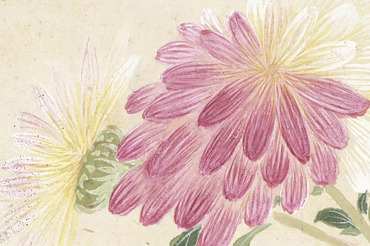 3.项圣谟《花卉十开册页·出枝秋菊》高清局部细节