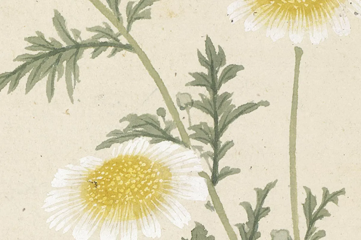 9.项圣谟《花卉十开册页·杂草野菊》高清局部细节