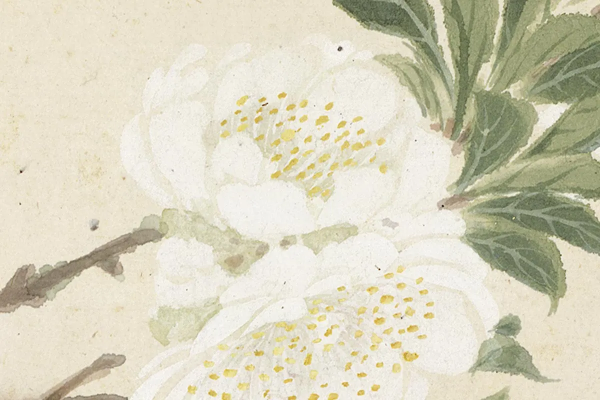 2.项圣谟《花卉十开册页·折枝白色桃花》高清局部细节