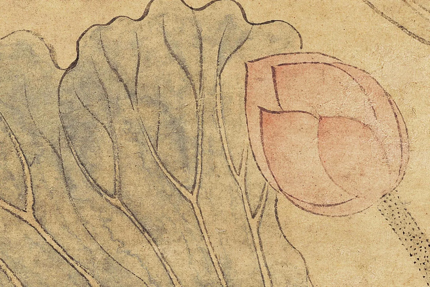 沈周《瓶荷图》高清大图局部 (1)