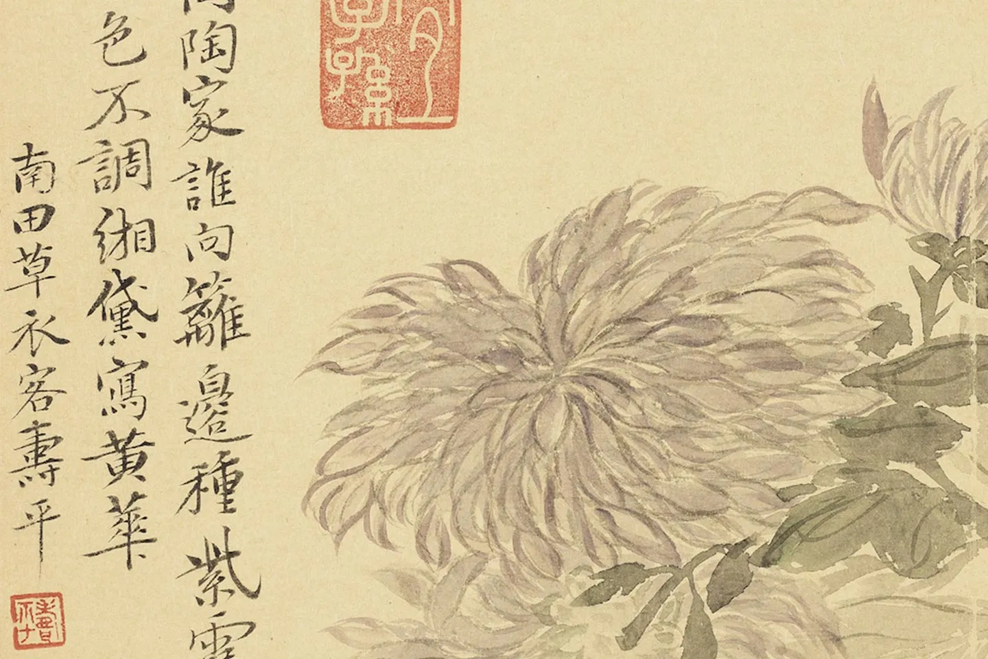 恽寿平花卉《菊花》局部 (1)