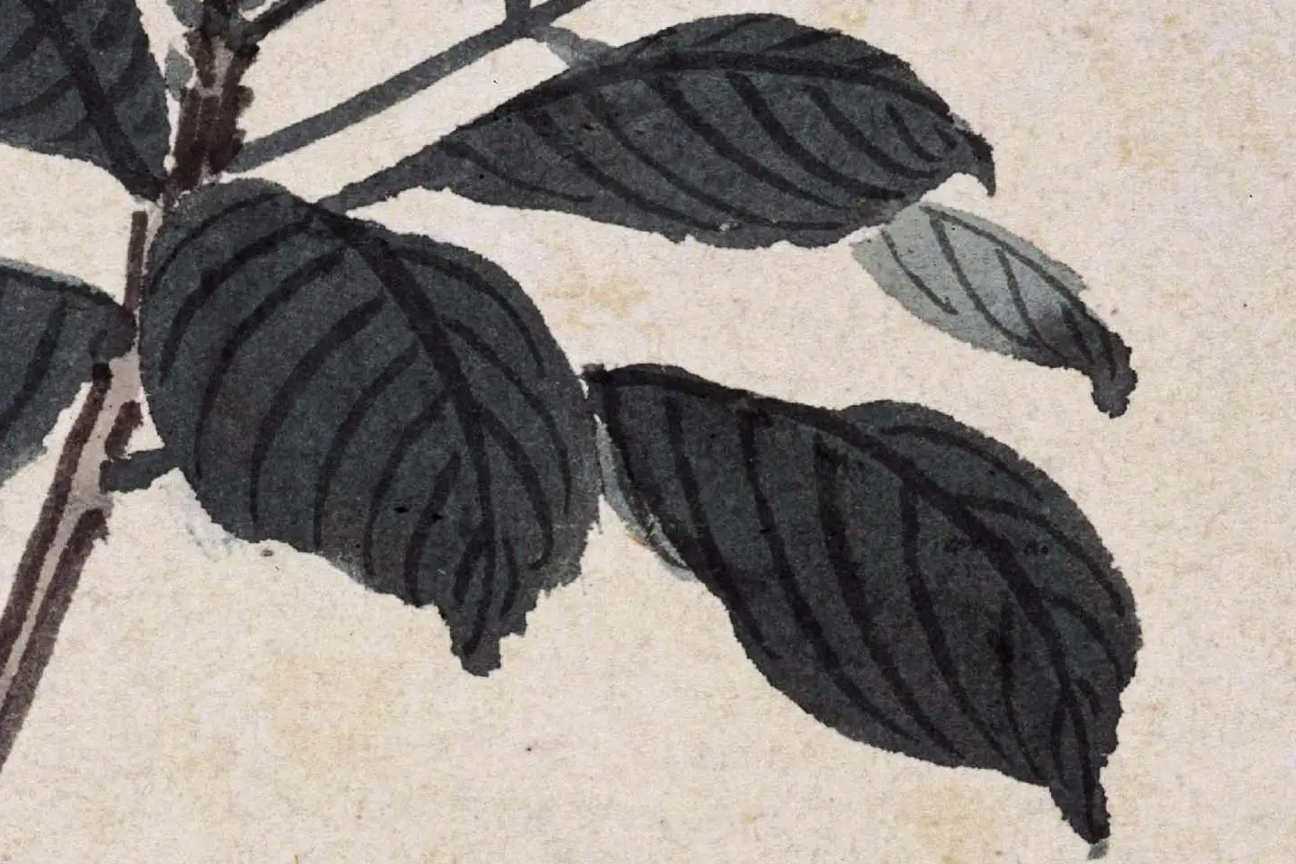 沈周花卉《栀子花》高清大图局部 (3)