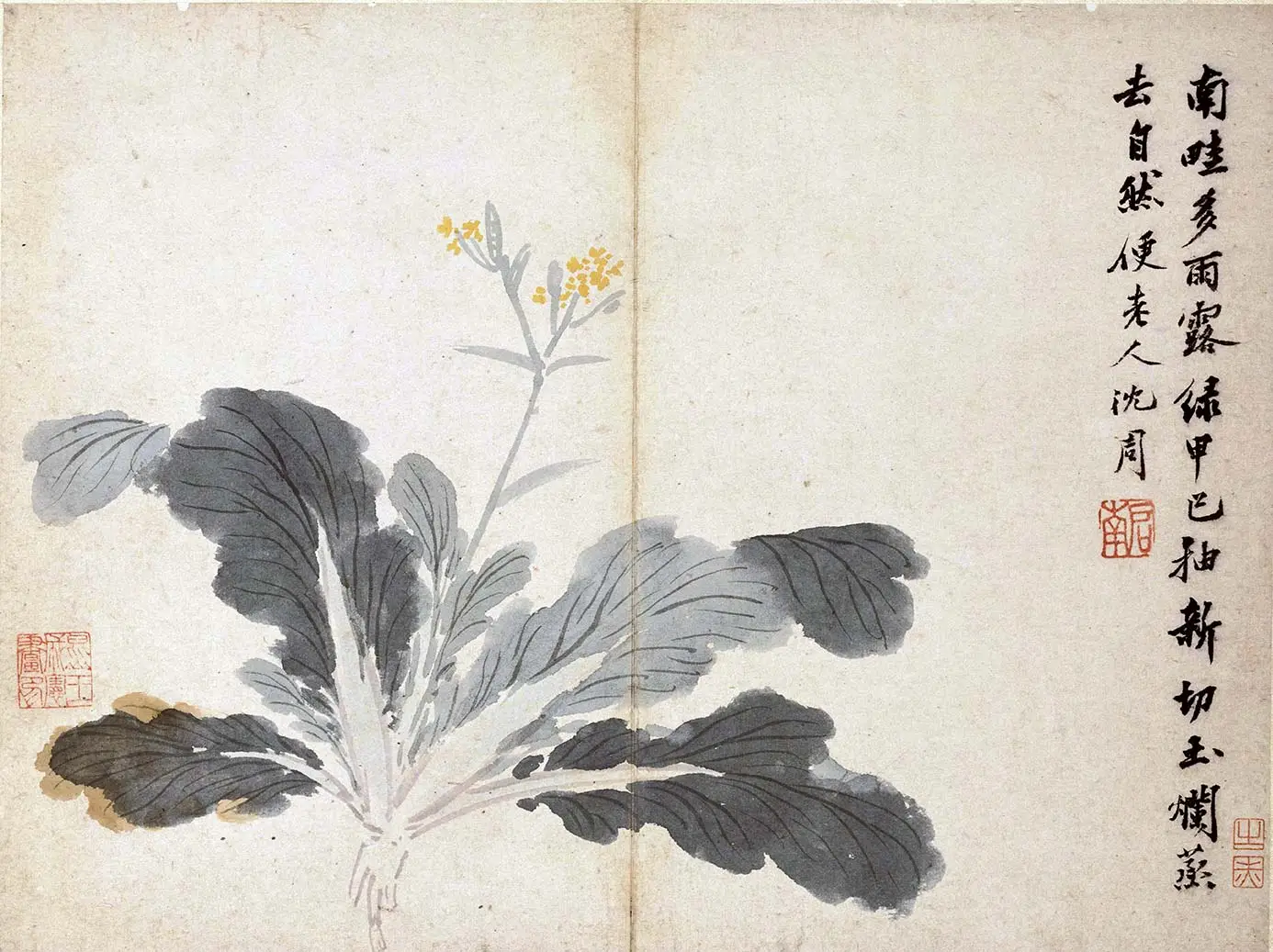 沈周水墨白菜《菜花图》