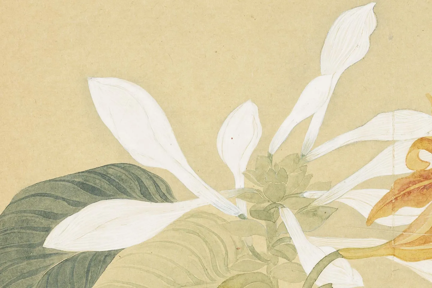 恽寿平花卉《玉簪萱花》局部 (2)