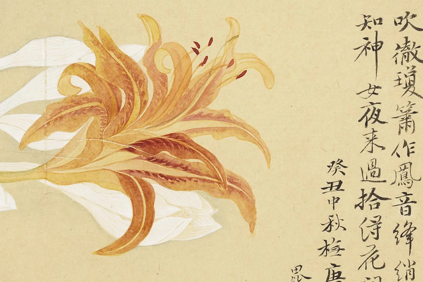 恽寿平花卉《玉簪萱花》局部 (1)