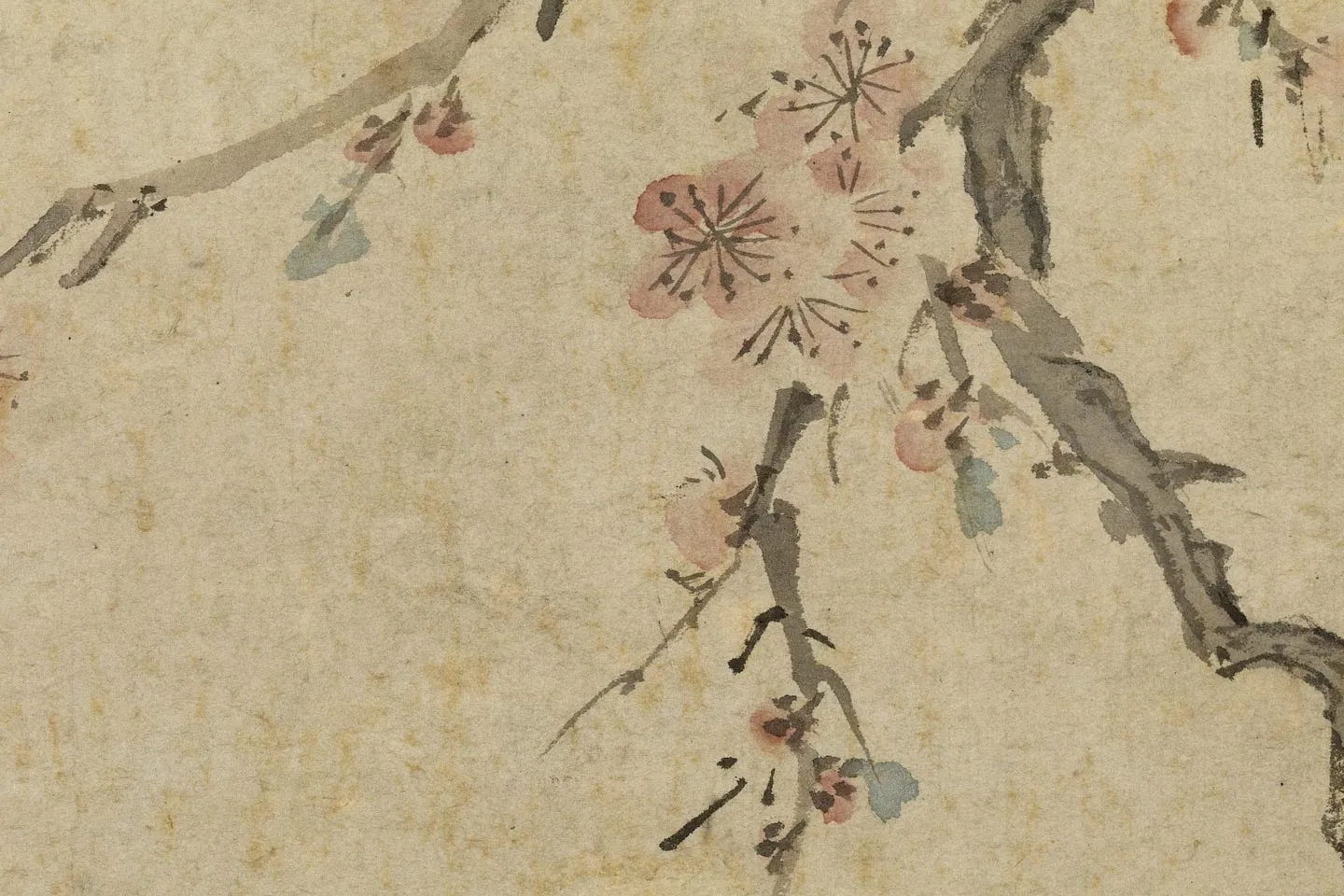 明钱谷花鸟画《画杏花喜鹊图》局部 (2)