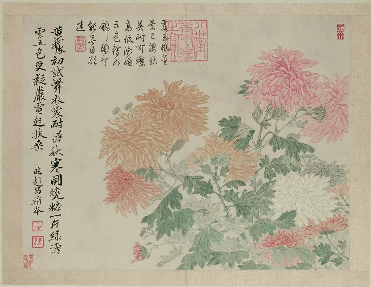 清恽寿平花卉《五色菊花图》