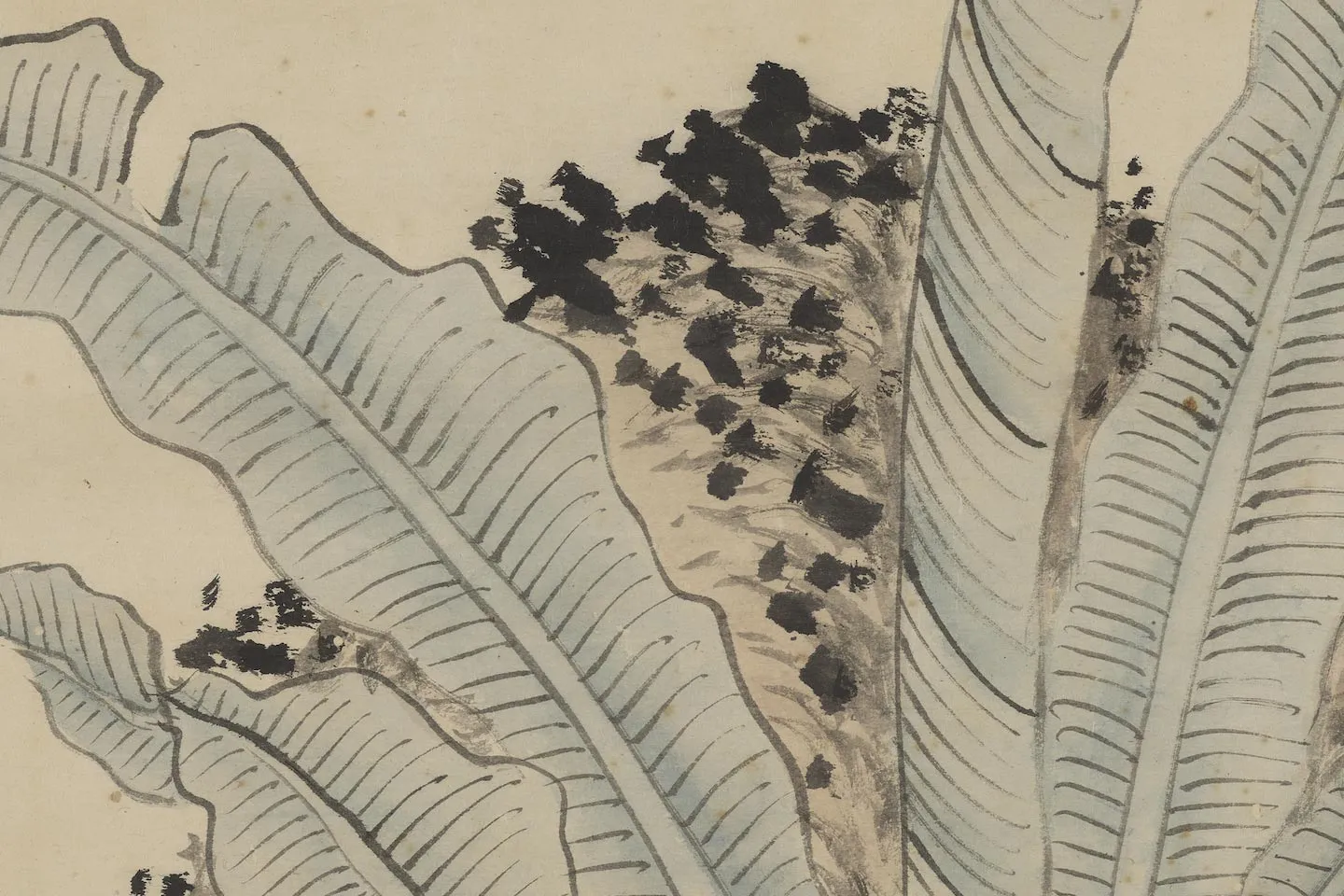 明钱穀《倣王蒙蕉石图》局部 (2)