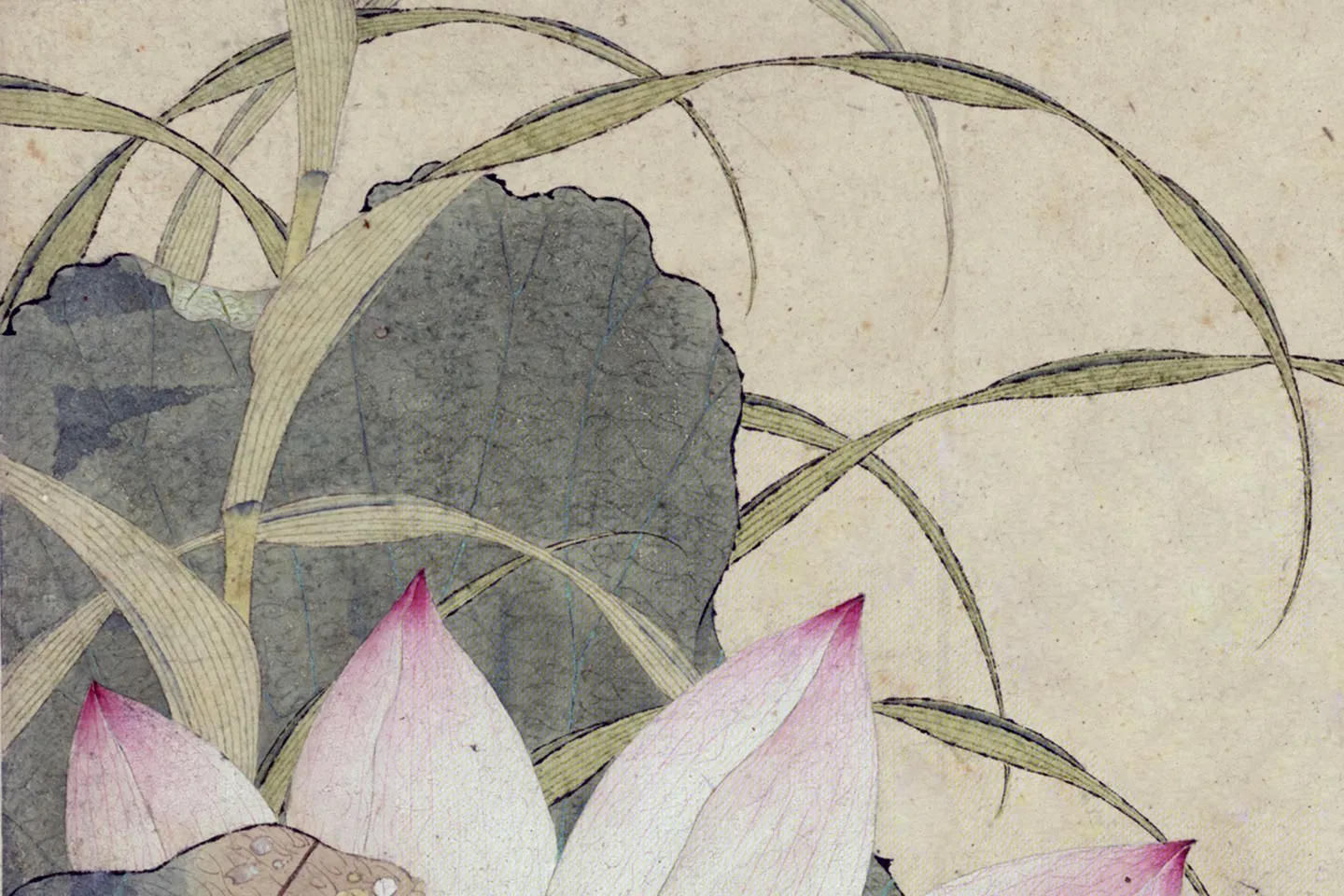 谢荪《荷花图》局部 (3)