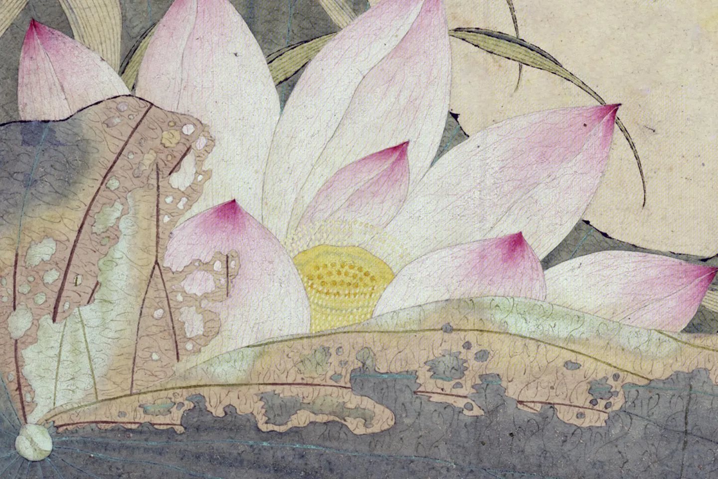 谢荪《荷花图》局部 (2)