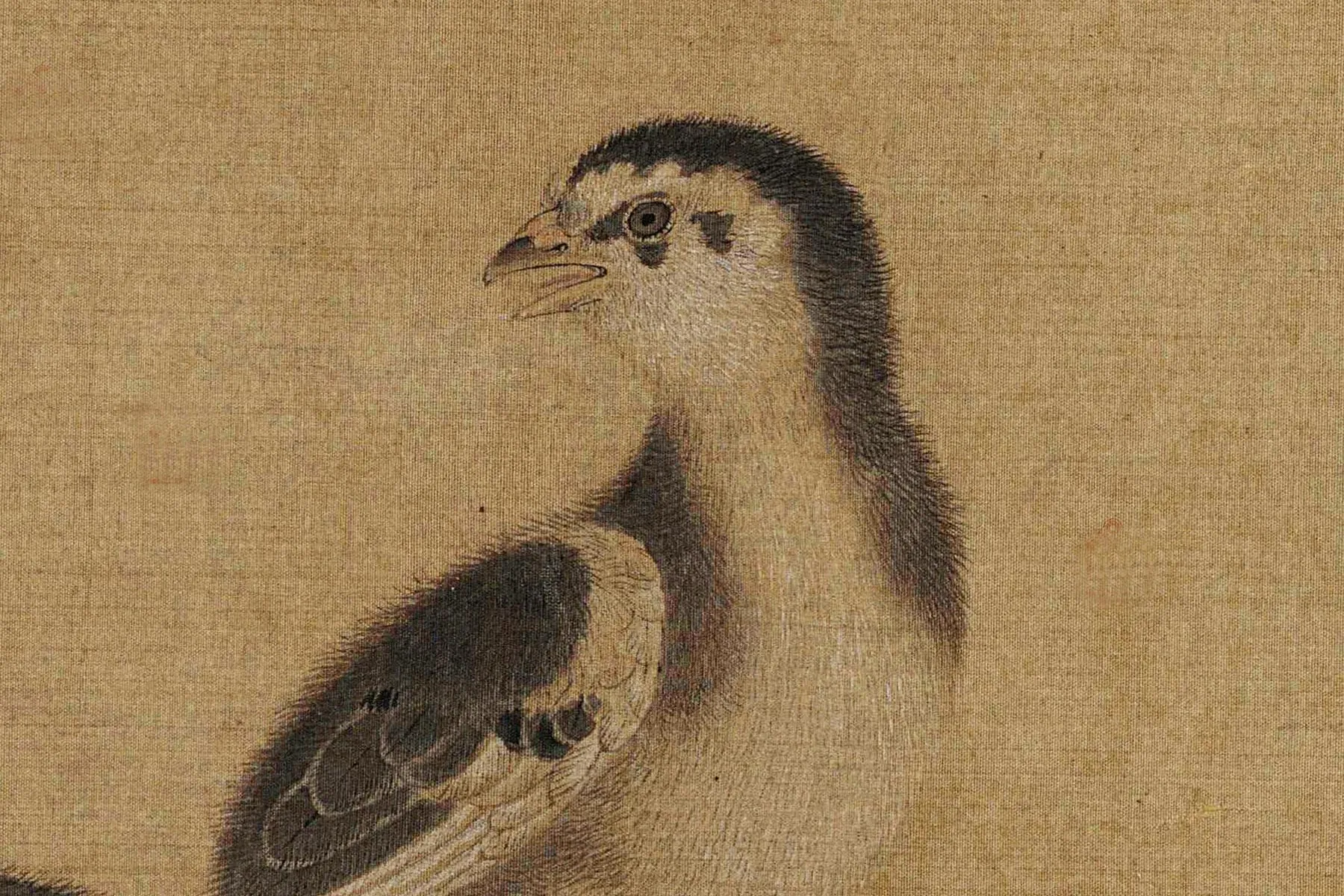 南宋李迪《鸡雏待饲图》局部 (1)