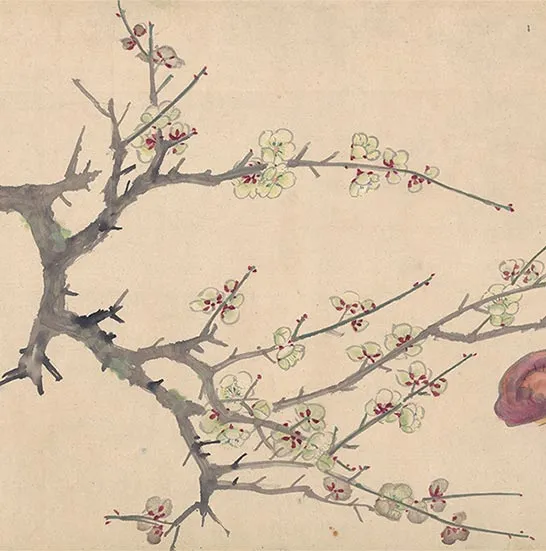 周之冕花卉画《百花图卷》_02