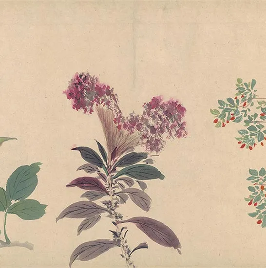 周之冕花卉画《百花图卷》_11