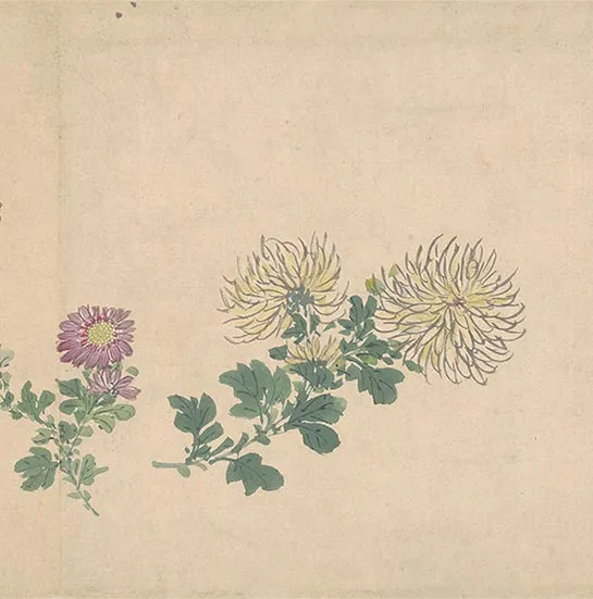 周之冕花卉画《百花图卷》_14