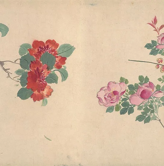 周之冕花卉画《百花图卷》_05