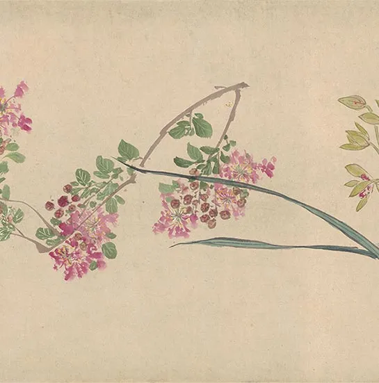 周之冕花卉画《百花图卷》_35