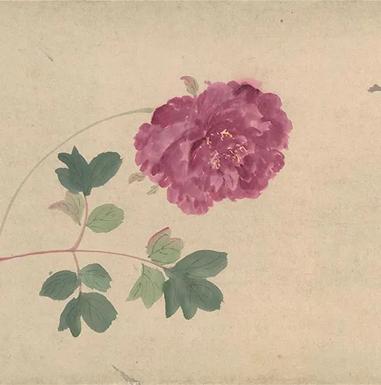 周之冕花卉画《百花图卷》_42