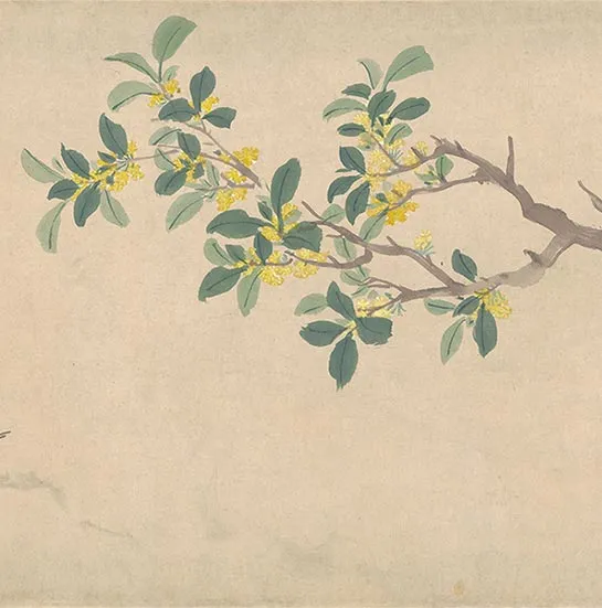 周之冕花卉画《百花图卷》_21