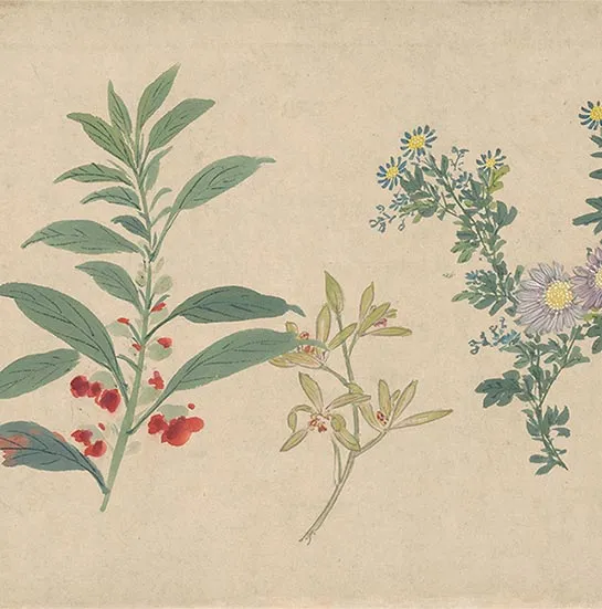 周之冕花卉画《百花图卷》_24