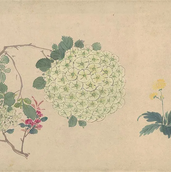 周之冕花卉画《百花图卷》_45