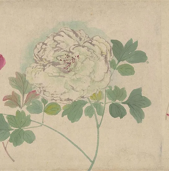 周之冕花卉画《百花图卷》_41