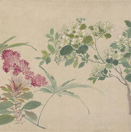 周之冕花卉画《百花图卷》_27