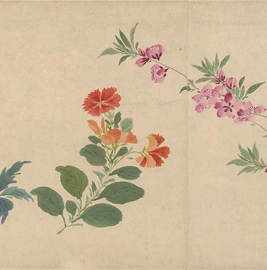 周之冕花卉画《百花图卷》_46