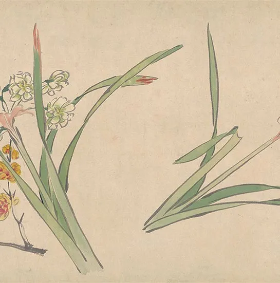 周之冕花卉画《百花图卷》_07