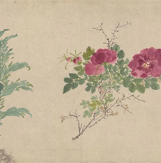周之冕花卉画《百花图卷》_31
