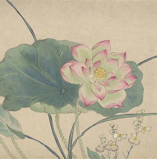 周之冕花卉画《百花图卷》_29