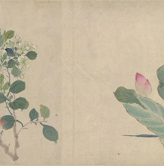 周之冕花卉画《百花图卷》_28