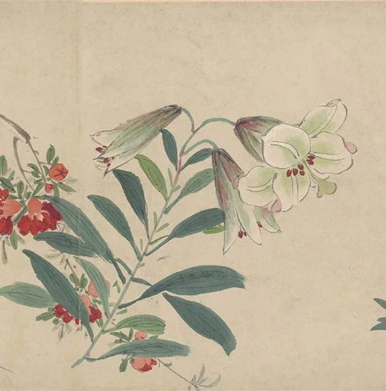 周之冕花卉画《百花图卷》_37