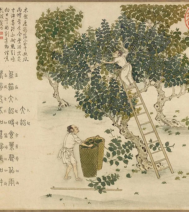 程棨摹楼璹《蚕织图》卷-B_11