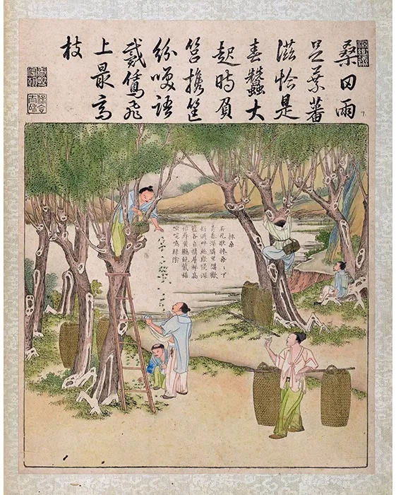 30《御制耕织图·采桑》