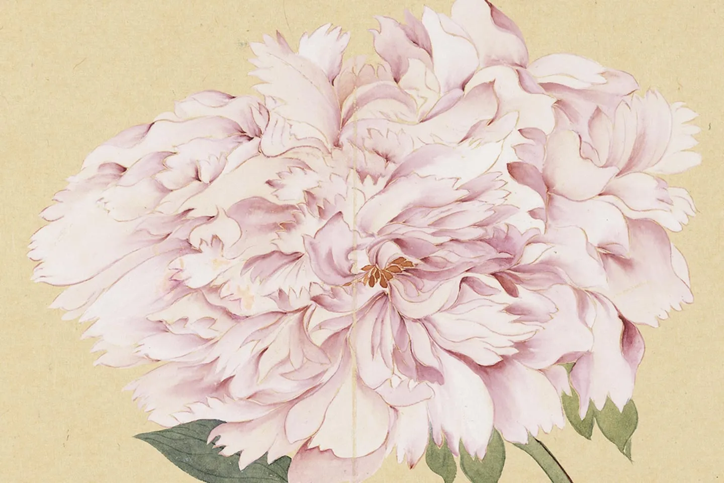 花卉圖45 Amazon.com: Designart MT13845 C23 Pink Peonies on Wooden