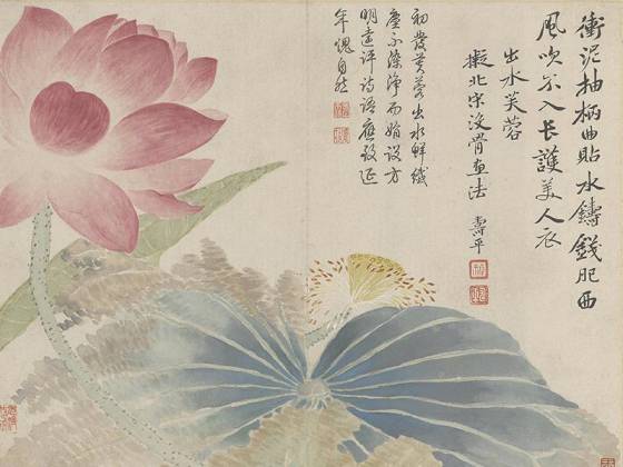 恽寿平花卉《出水芙蓉图》页