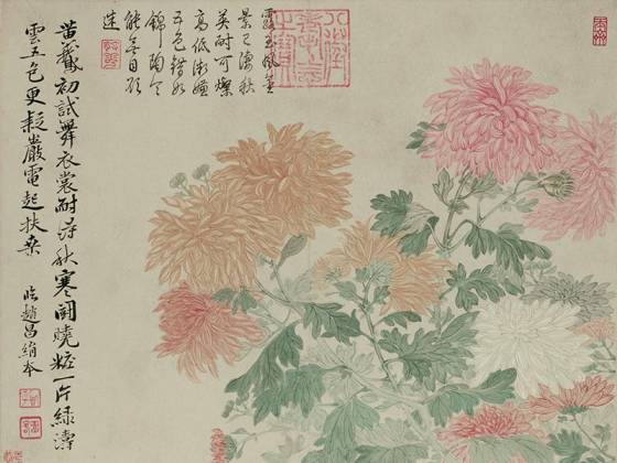 清恽寿平花卉《五色菊花图》页