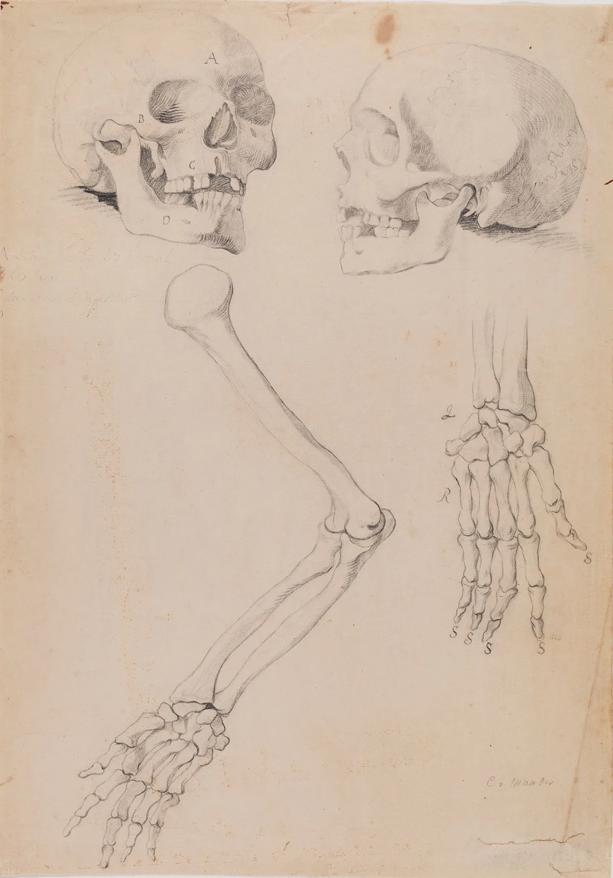 卡雷尔·范·曼德三世素描习作《两个头骨、一条胳膊和一只手》